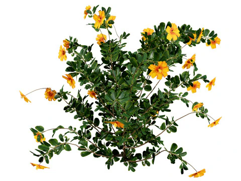 Pacchetto flora marocchina fotorealistica Modello 3D