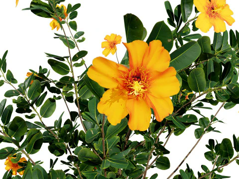 Pacchetto flora marocchina fotorealistica Modello 3D