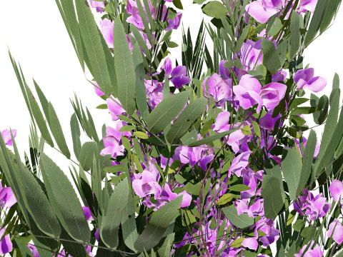 Pacchetto flora marocchina fotorealistica Modello 3D
