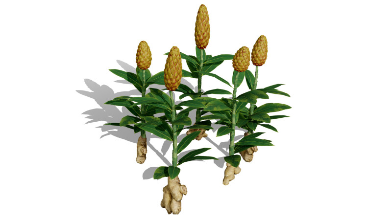 摩洛哥香料园 3D 植物系列 3D 模型 .c4d .max .obj .3ds .fbx .stl .blend