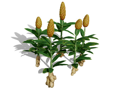 Moroccan Spice Garden 3D Plant Collection Model 3D