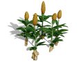 Moroccan Spice Garden 3D Plant Collection Modelo 3D