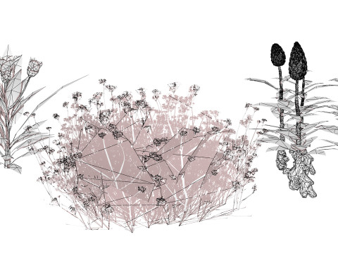 摩洛哥香料园 3D 植物系列 3D 模型