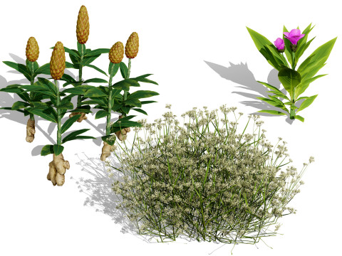 摩洛哥香料园 3D 植物系列 3D 模型