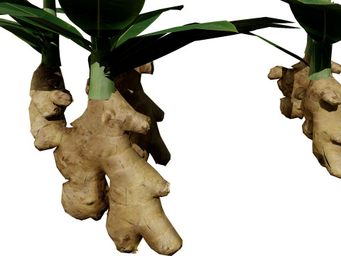 摩洛哥香料园 3D 植物系列 3D 模型