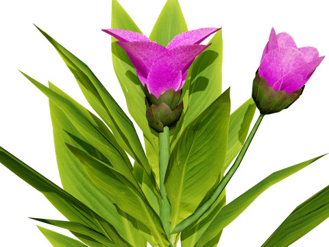 摩洛哥香料园 3D 植物系列 3D 模型