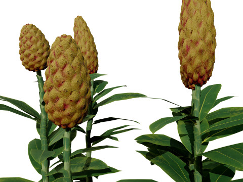 摩洛哥香料园 3D 植物系列 3D 模型