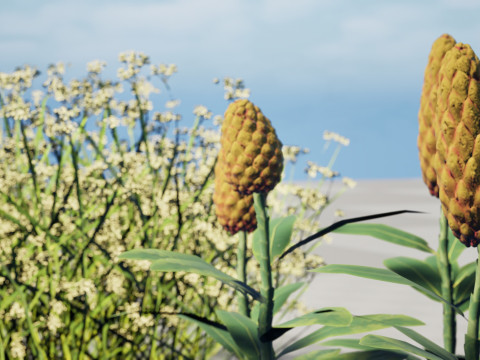 摩洛哥香料园 3D 植物系列 3D 模型