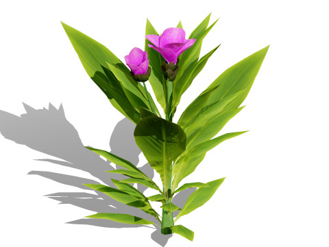 摩洛哥香料园 3D 植物系列 3D 模型