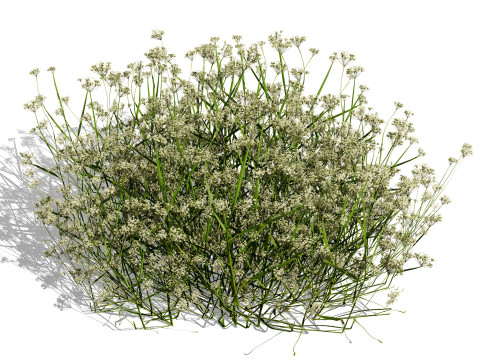 摩洛哥香料园 3D 植物系列 3D 模型