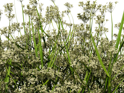 摩洛哥香料园 3D 植物系列 3D 模型