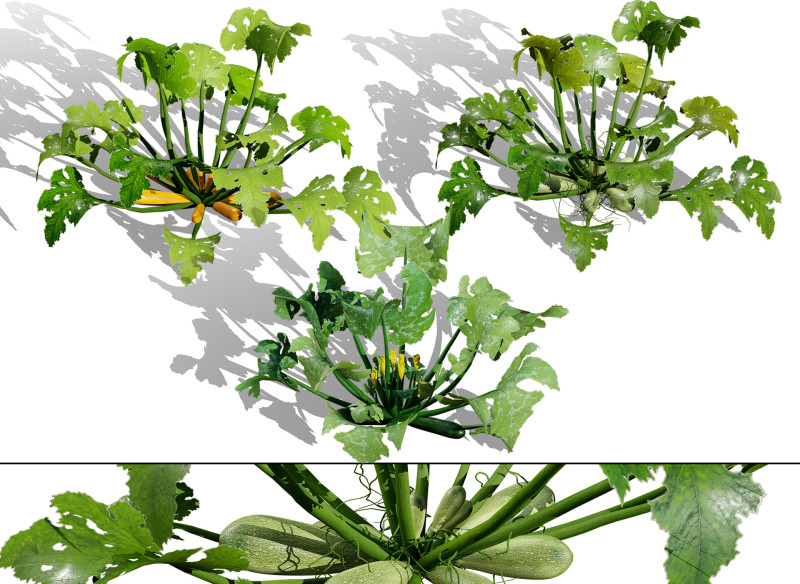 Moroccan Zucchini Vegetable Plants Model 3D .c4d .max .obj .3ds .fbx .stl .blend