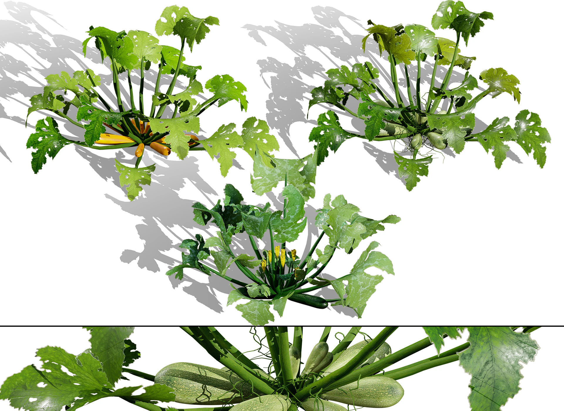 Piante vegetali di zucchine marocchine Modello 3D .c4d .max .obj .3ds .fbx .stl .blend 