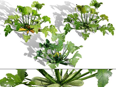 Moroccan Zucchini Vegetable Plants 3D Model