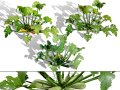 Moroccan Zucchini Vegetable Plants Modelo 3D