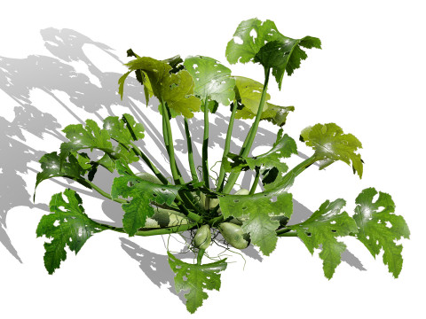Moroccan Zucchini Vegetable Plants Model 3D