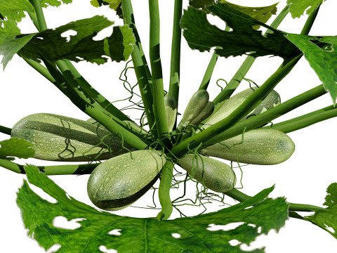 Moroccan Zucchini Vegetable Plants Model 3D