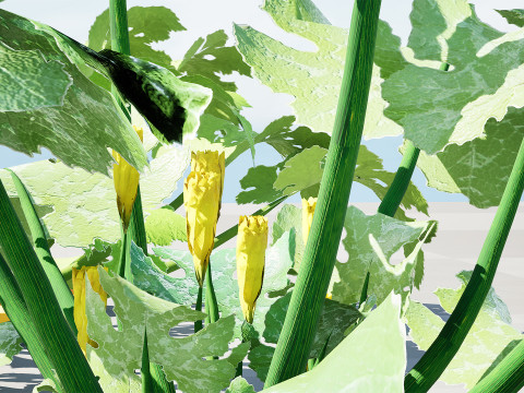 Moroccan Zucchini Vegetable Plants Model 3D
