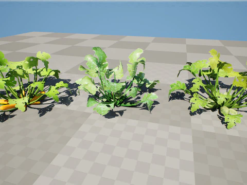 Piante vegetali di zucchine marocchine Modello 3D