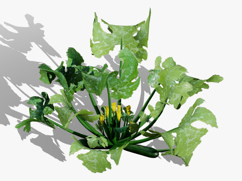 Moroccan Zucchini Vegetable Plants Model 3D