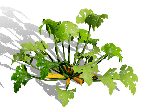 Moroccan Zucchini Vegetable Plants Model 3D