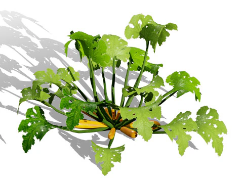 Piante vegetali di zucchine marocchine Modello 3D