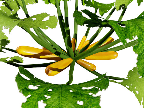 Moroccan Zucchini Vegetable Plants Model 3D