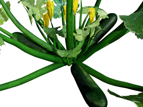 Moroccan Zucchini Vegetable Plants Model 3D