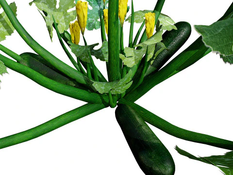 Piante vegetali di zucchine marocchine Modello 3D