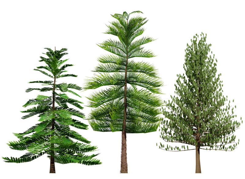 摩洛哥诺福克岛松 3D 模型 .c4d .max .obj .3ds .fbx .stl .blend 