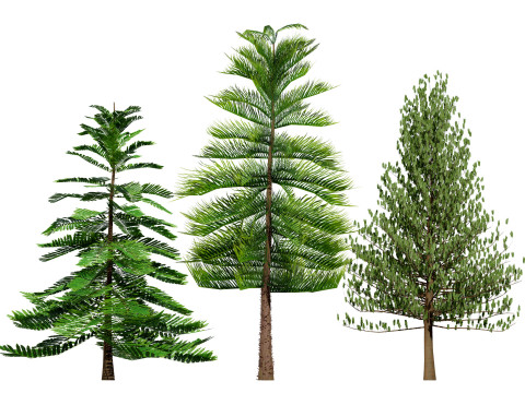 Moroccan Norfolk Island Pine Model 3D