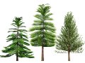 Moroccan Norfolk Island Pine Modelo 3D