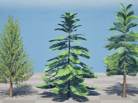 摩洛哥诺福克岛松 3D 模型