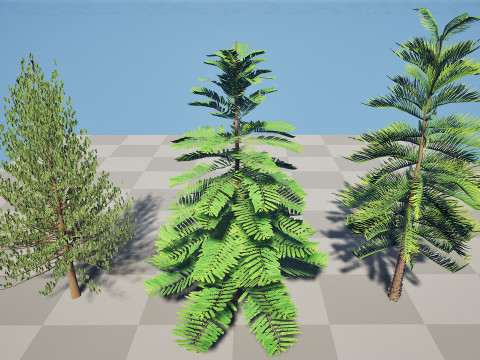 摩洛哥诺福克岛松 3D 模型