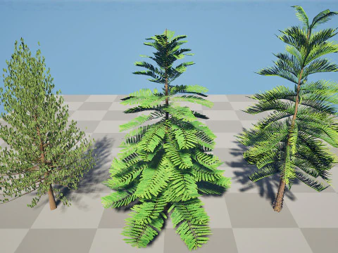 Pino marocchino dell'isola di Norfolk Modello 3D