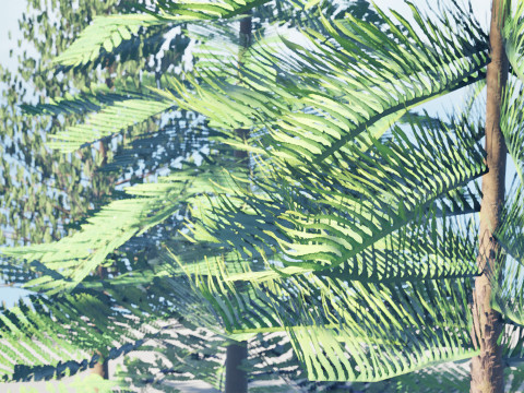 摩洛哥诺福克岛松 3D 模型