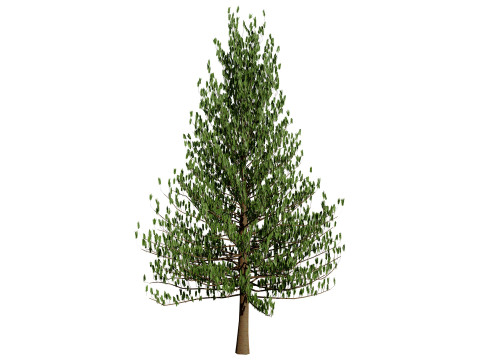 摩洛哥诺福克岛松 3D 模型