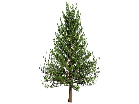 Pino marocchino dell'isola di Norfolk Modello 3D