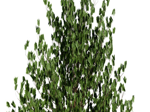 摩洛哥诺福克岛松 3D 模型