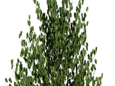 Pino marocchino dell'isola di Norfolk Modello 3D