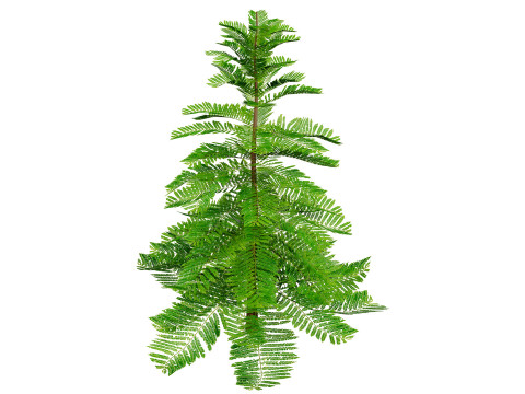 摩洛哥诺福克岛松 3D 模型