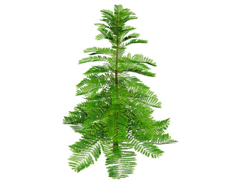 Pino marocchino dell'isola di Norfolk Modello 3D