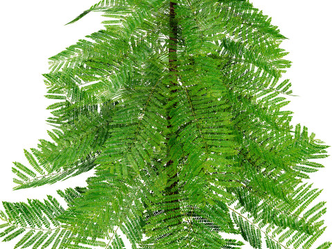 摩洛哥诺福克岛松 3D 模型