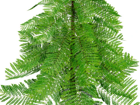 Pino marocchino dell'isola di Norfolk Modello 3D