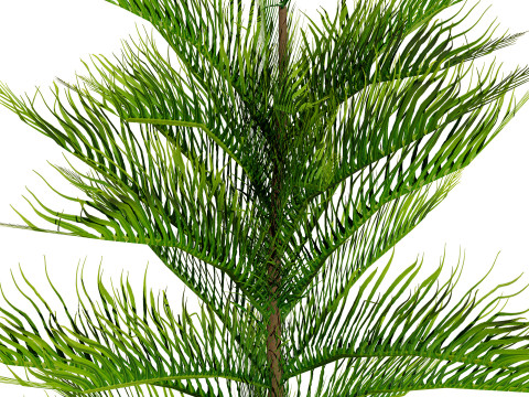 摩洛哥诺福克岛松 3D 模型