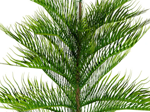 Pino marocchino dell'isola di Norfolk Modello 3D