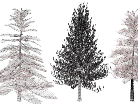 摩洛哥诺福克岛松 3D 模型