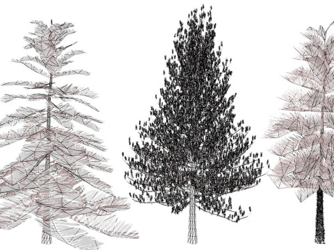 Pino marocchino dell'isola di Norfolk Modello 3D