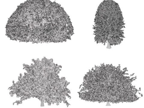 Марокканський Quercus Canariensis Pack 3D Модель