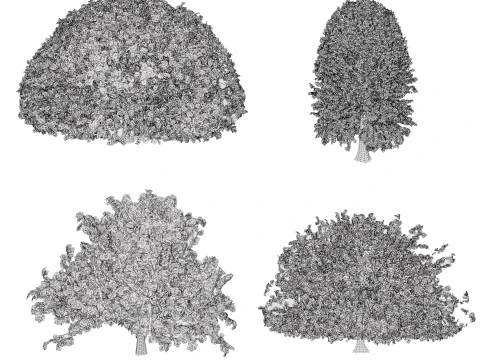 Moroccan Quercus Canariensis Pack 3D Model